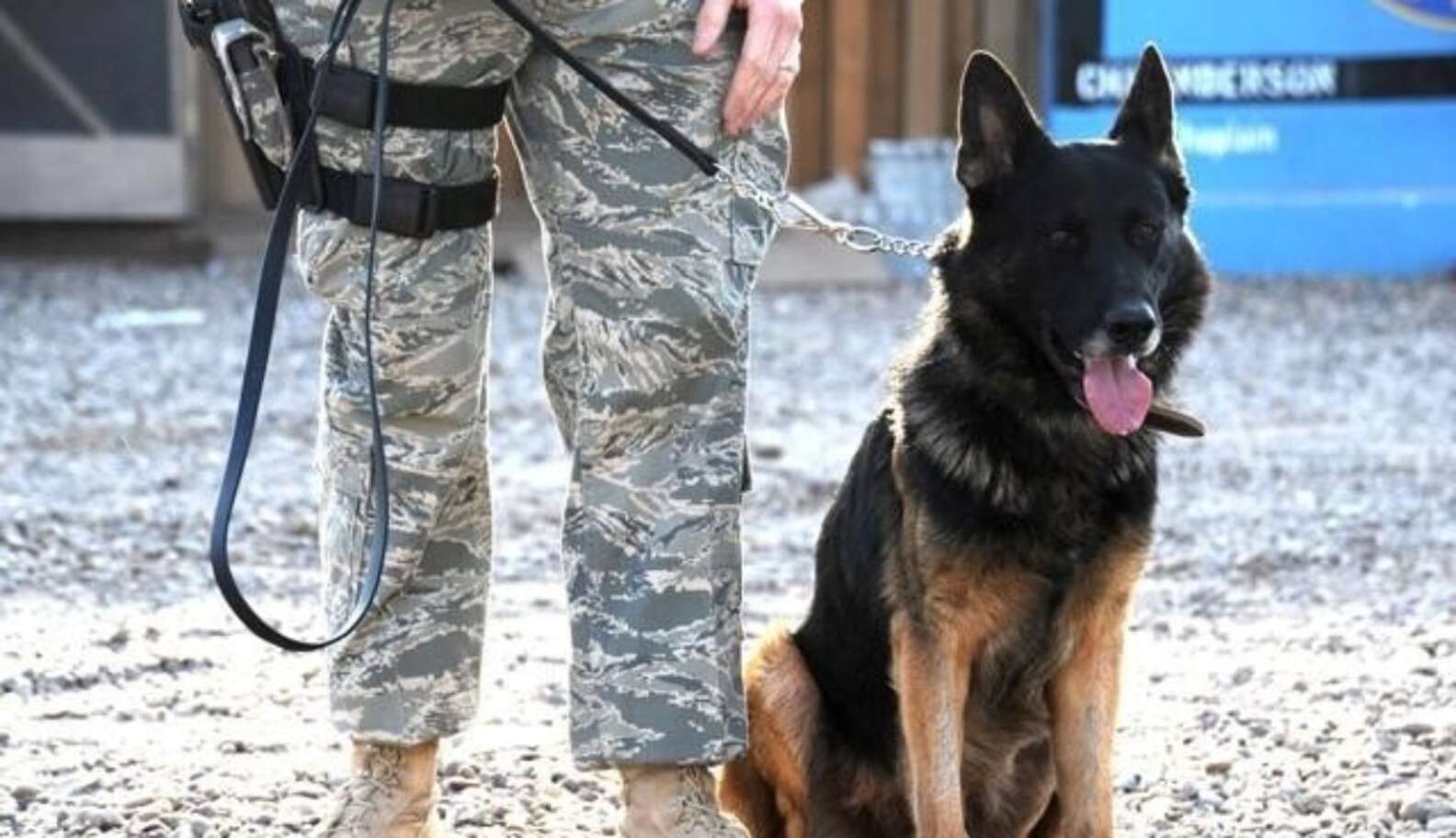 Retired Military Dog Adopted By Air Force Handler - The Dodo