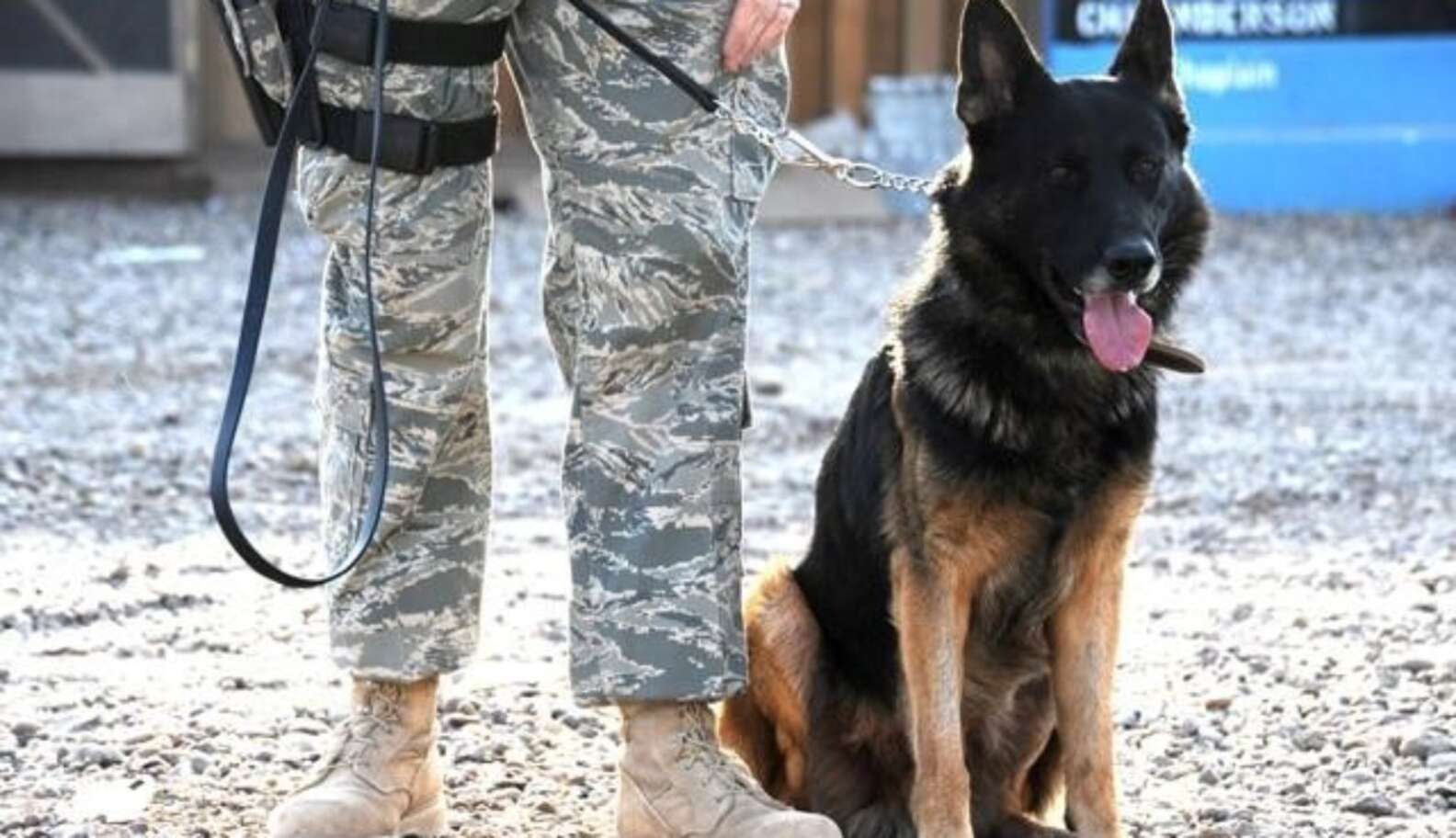 Retired Military Dog Adopted By Air Force Handler - The Dodo