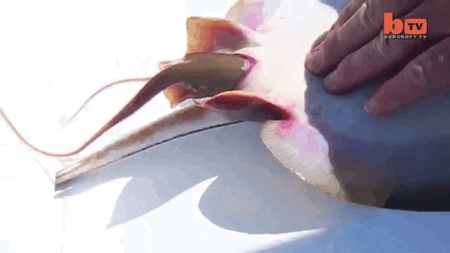 stingray giving birth