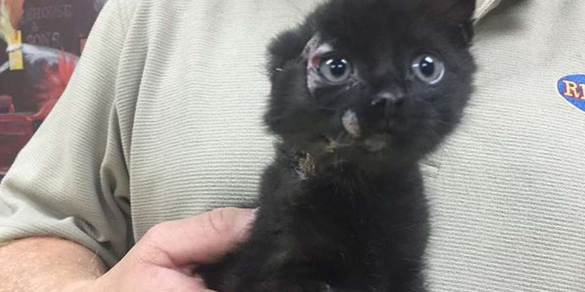 Stray Kitten Meets His New Dad … During A House Fire - The Dodo