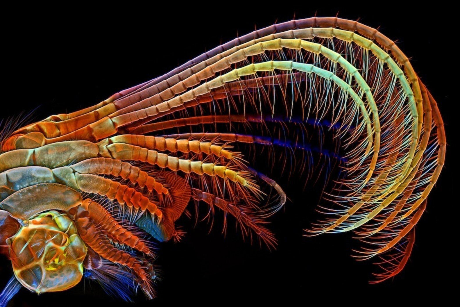 12 Stunning Microscopic Photos Reveal Secret World Of Tiny Animals