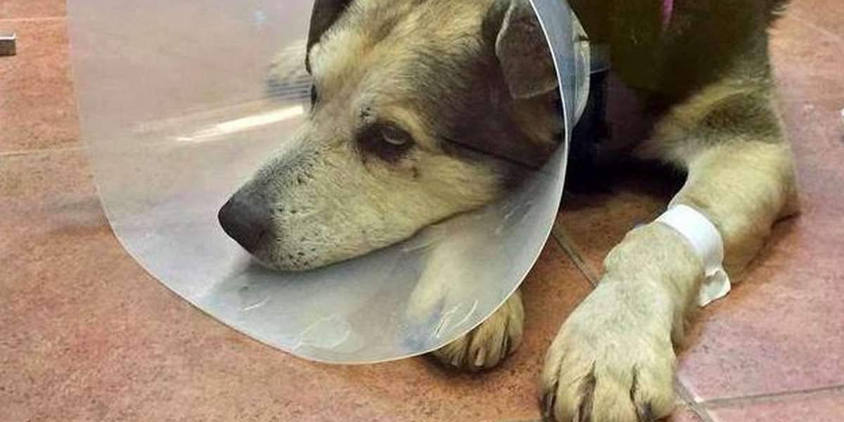 Dog Living Outdoors For 10 Years Will Finally Have A Home The Dodo