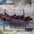 Death of Foal Highlights Brutality Government's Wild Horse Round Up Program
