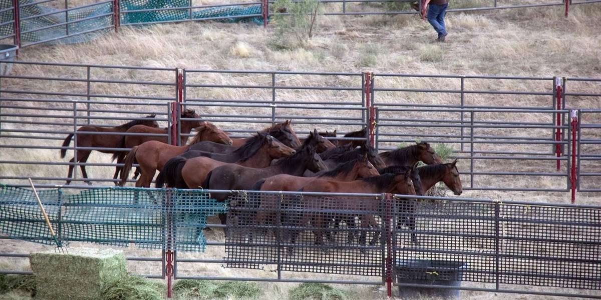 Death of Foal Highlights Brutality Government's Wild Horse Round Up