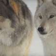U.S. Government Might Give Our Remaining Wolves A Death Sentence