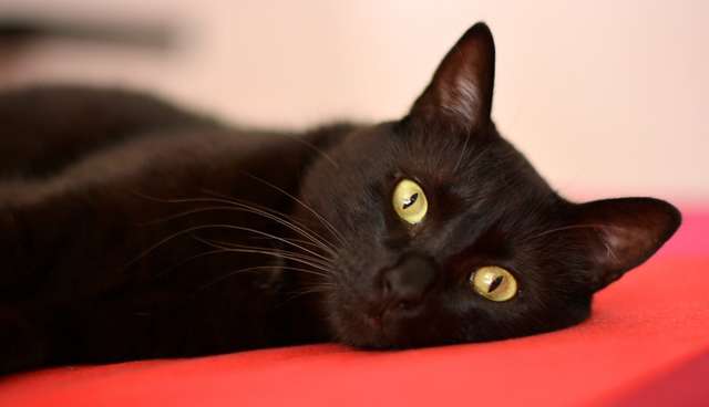13 Ways Black Cats Make Life Amazing - The Dodo