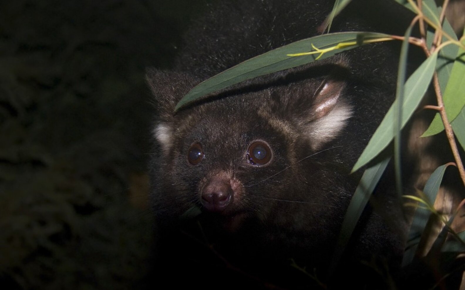 8 Animals Who Are Notoriously Picky Eaters - The Dodo