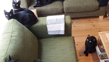 13 Ways Black Cats Make Life Amazing The Dodo