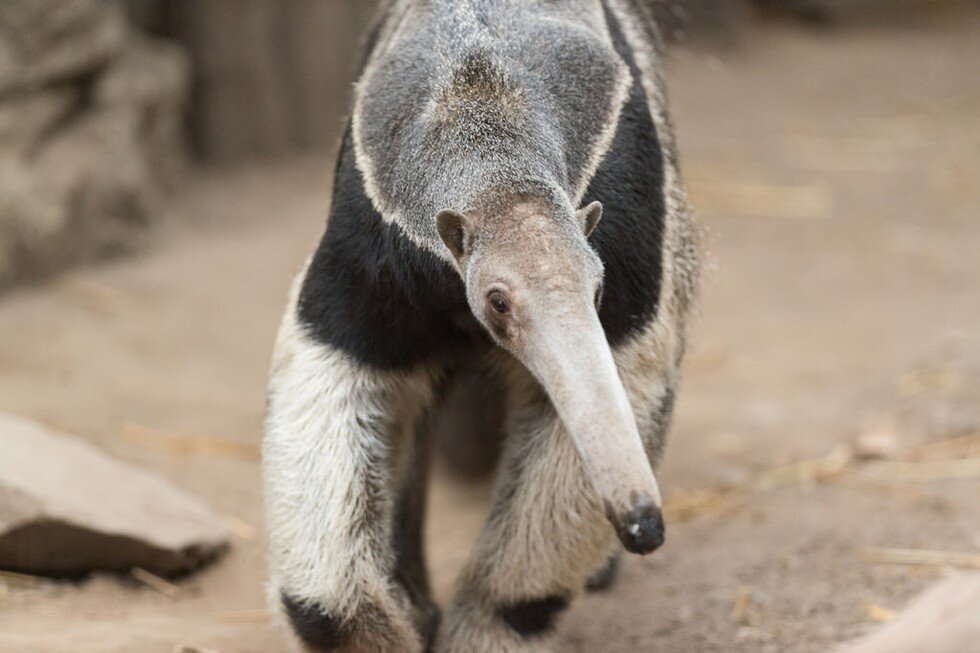 8 Animals Who Are Notoriously Picky Eaters - The Dodo