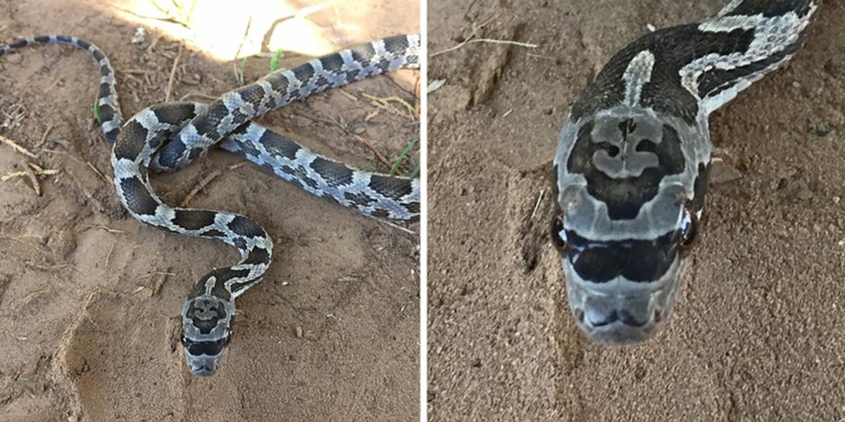 Hipster Snake Was Born With An Ironic Mustache And Sunglasses The Dodo