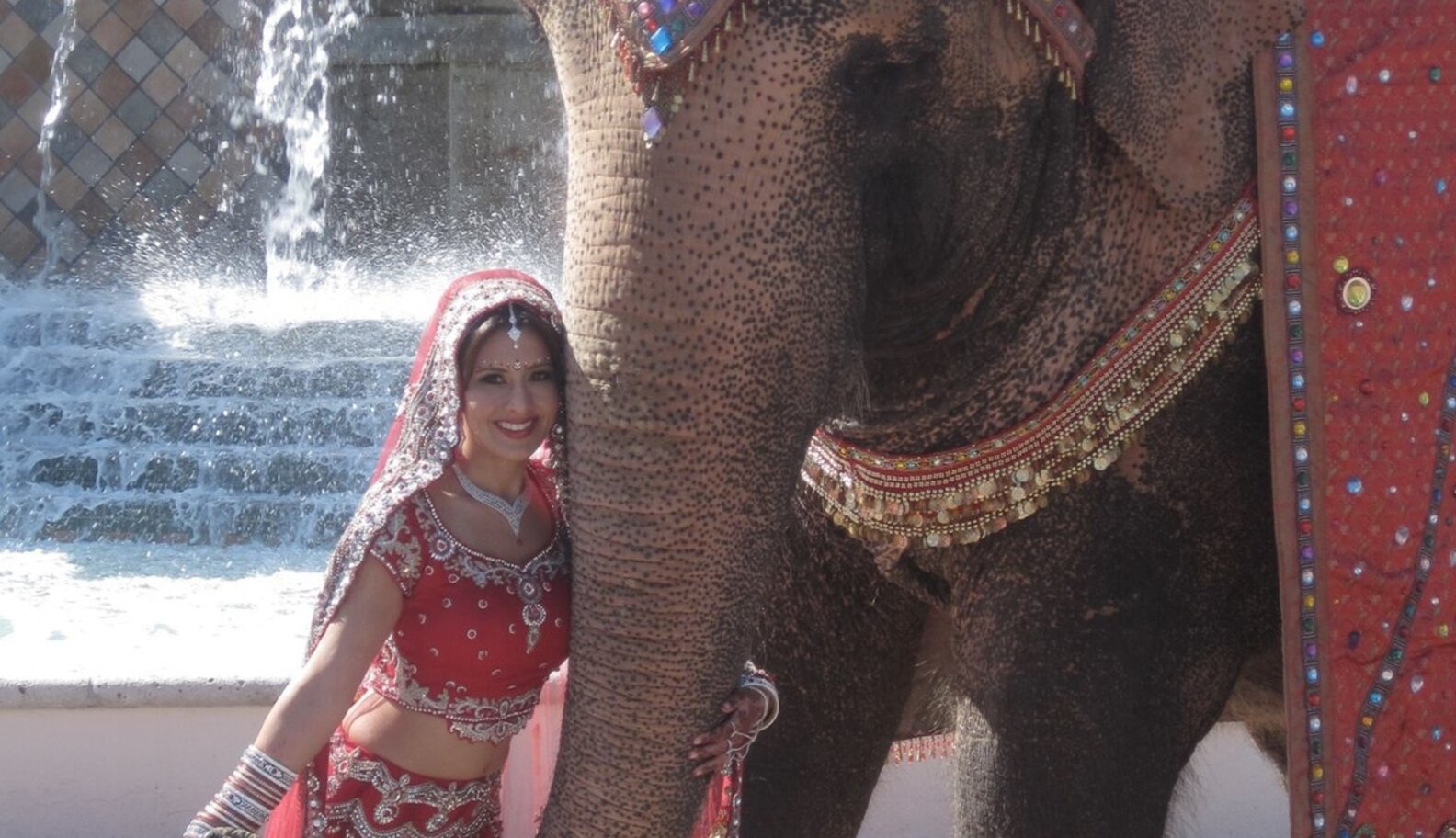 The Troubling Truth Behind Elephants Rented For Weddings The Dodo