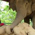 Worried Elephant Stays By Her Collapsed Friend's Side