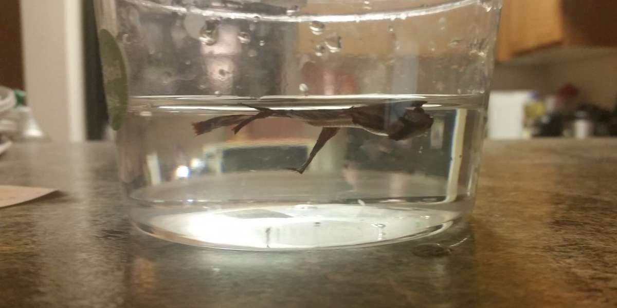 'Dead' Fish Rescued From Pet Store Makes The Most Stunning