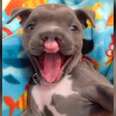 Dog Who Was Born 'Different' Has The Best Smile