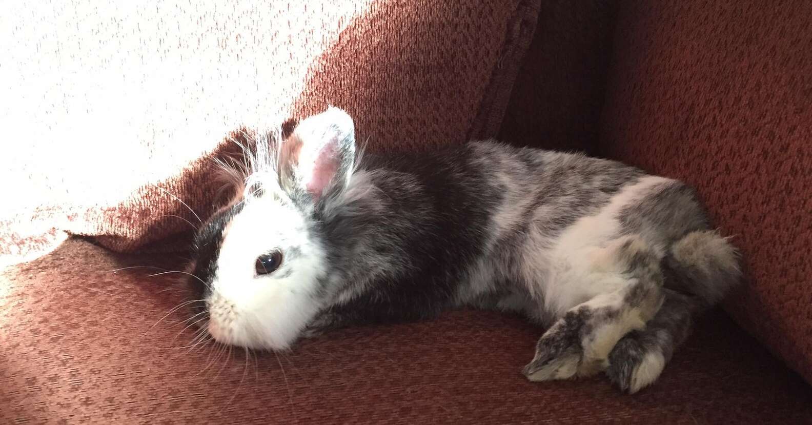 Bunny Saved From Bad Farm Loves To Snuggle With Dad Now - The Dodo