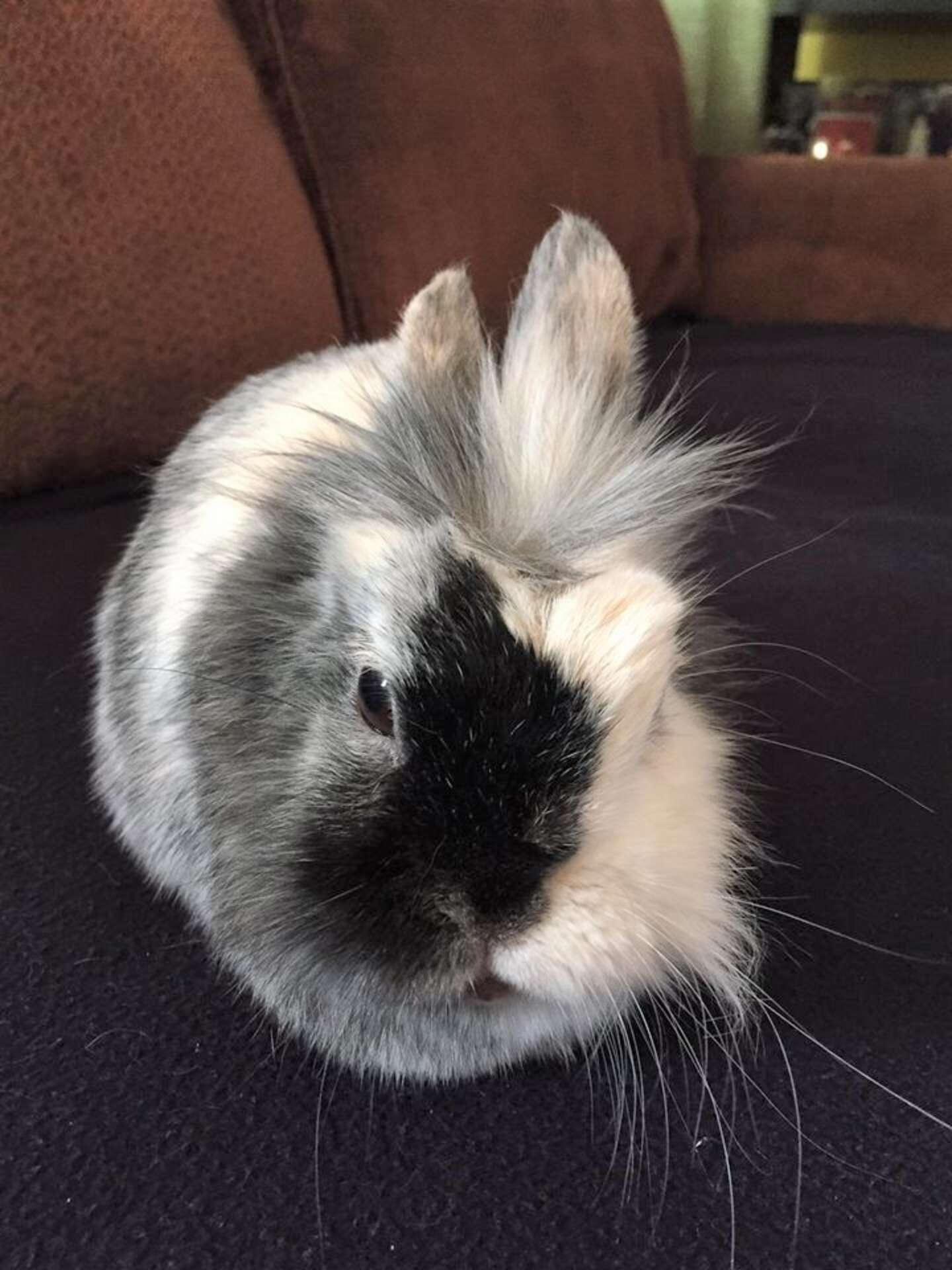 Bunny Saved From Bad Farm Loves To Snuggle With Dad Now - The Dodo