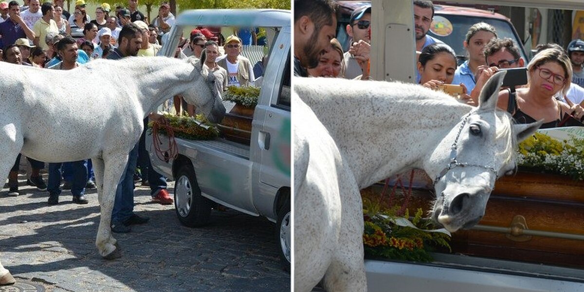 Horse Says Last Goodbye To Best Friend At His Funeral - The Dodo