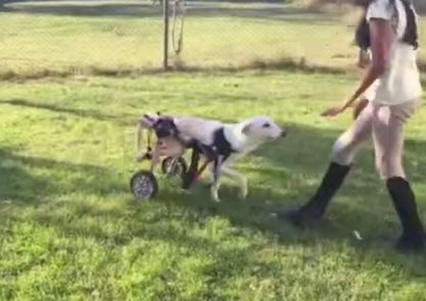 Paralyzed Dog Found Crawling On Side Of Road Makes Stunning ...