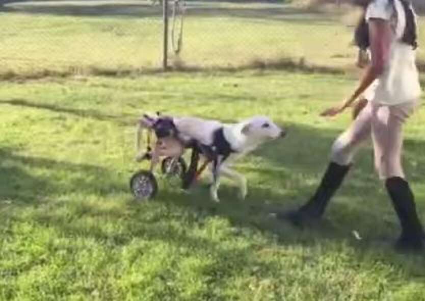 Paralyzed Dog Found Crawling On Side Of Road Makes Stunning ...