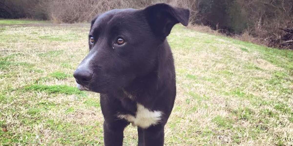 Dog Abandoned In Park Saves The Lives Of Mother And Her Puppies - The Dodo