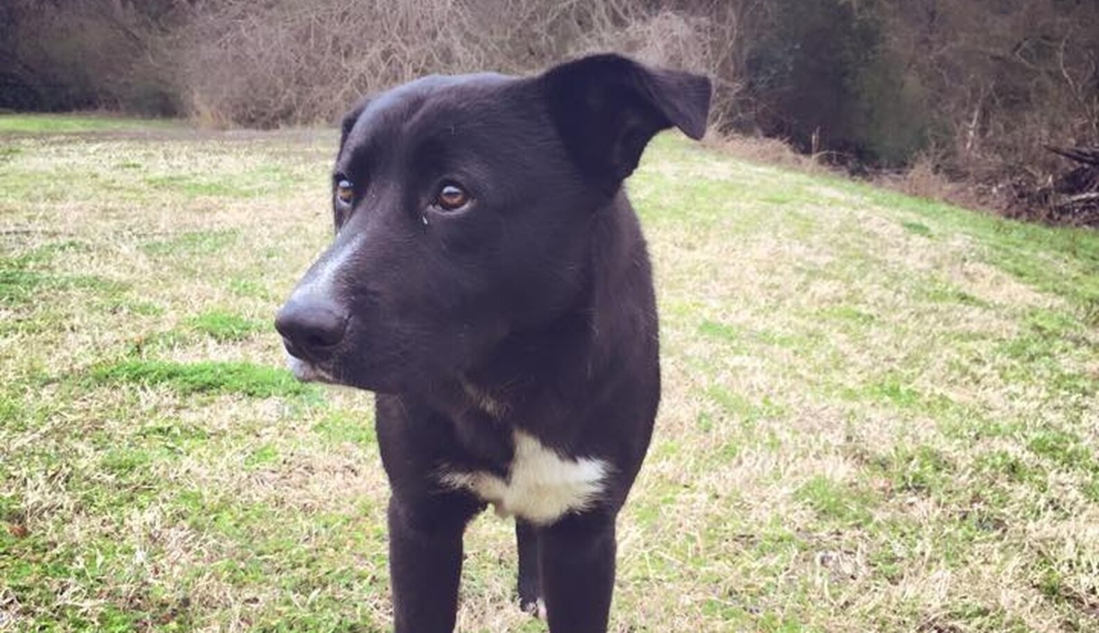 Dog Abandoned In Park Saves The Lives Of Mother And Her Puppies - The Dodo