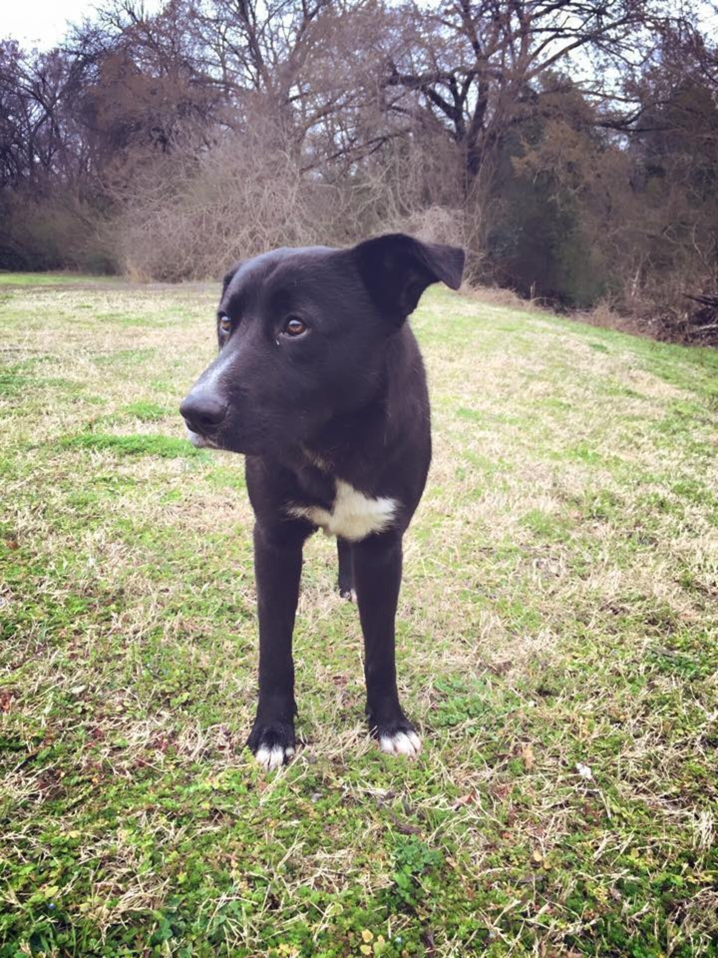 Dog Abandoned In Park Saves The Lives Of Mother And Her Puppies - The Dodo