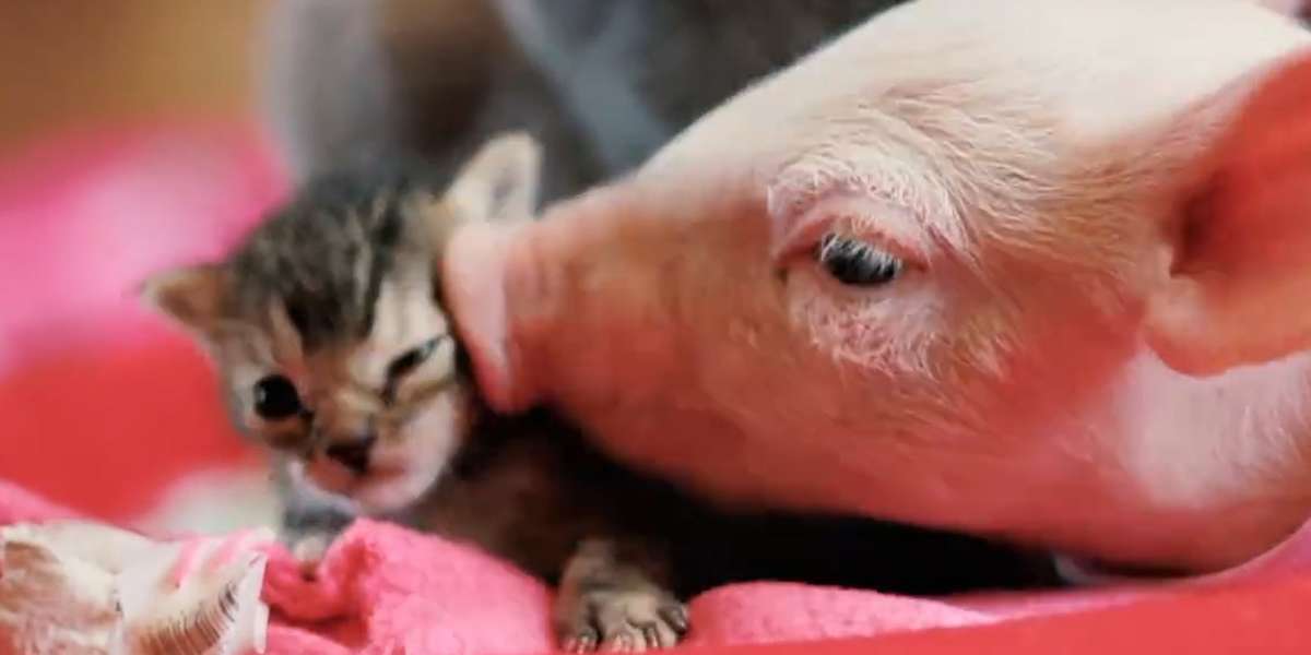 Rescue Pig And Kitten Do Everything Together - The Dodo