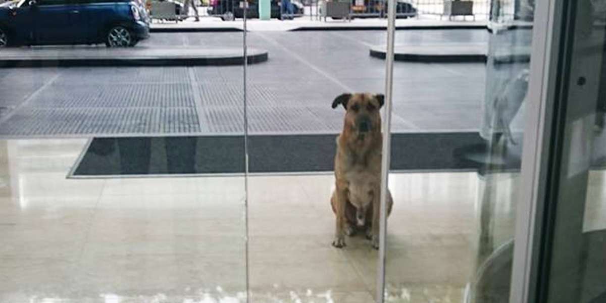 Flight Attendant Adopts Dog Who Never Stopped Waiting For Her Outside