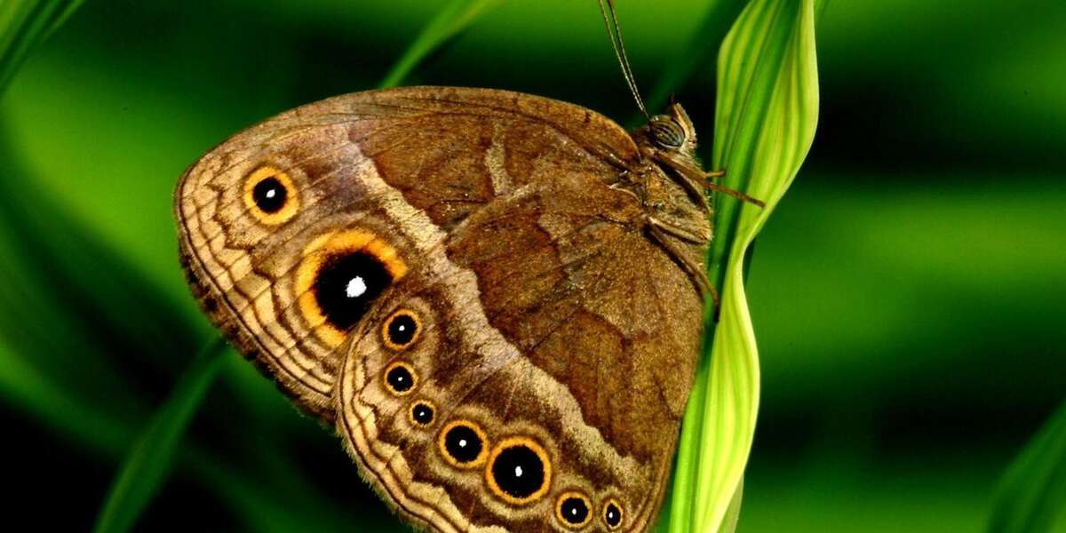 Why Do Butterflies Have Spots? The Dodo
