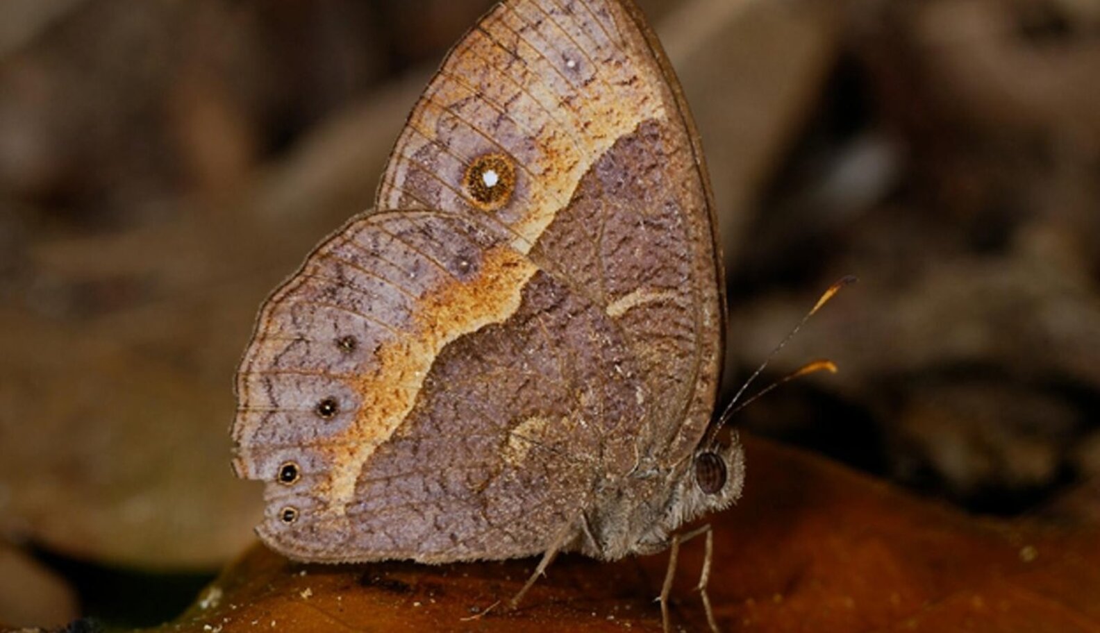Why Do Butterflies Have Spots? The Dodo