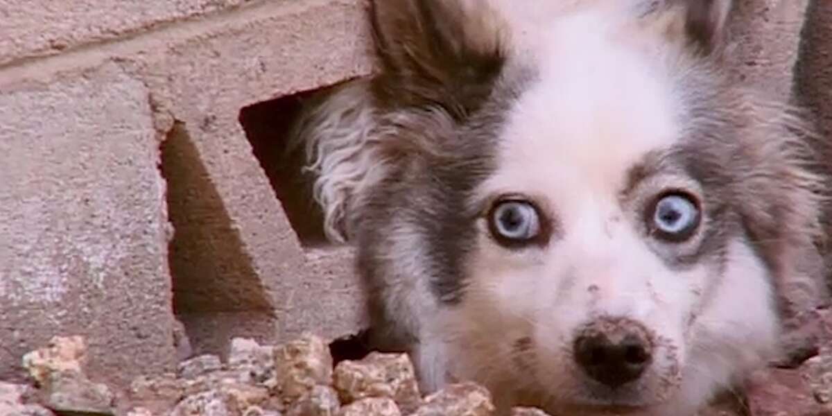 Overly Ambitious Dog Gets Head Stuck In Wall - The Dodo
