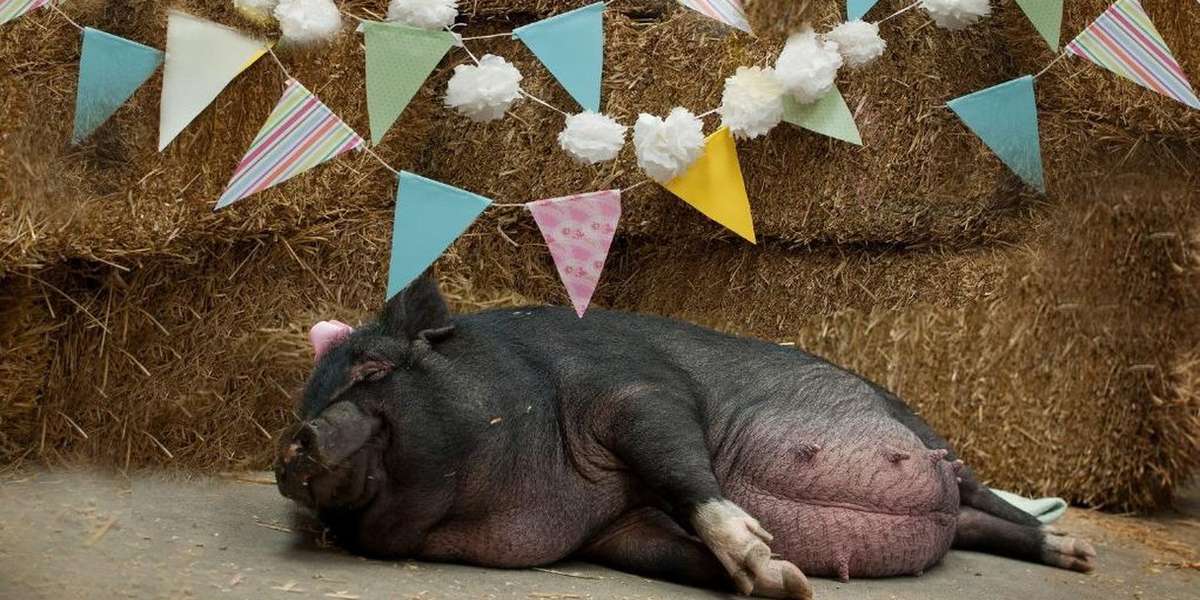 This Pregnant Pig Just Nailed Her Maternity Photo Shoot The Dodo