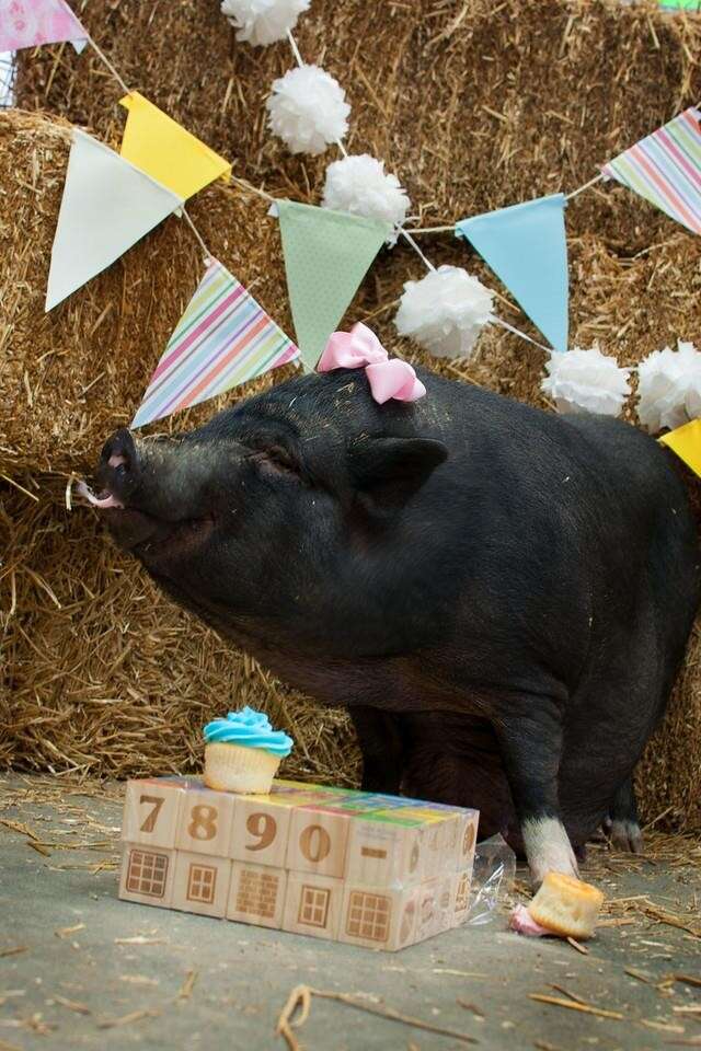 This Pregnant Pig Just Nailed Her Maternity Photo Shoot - The Dodo