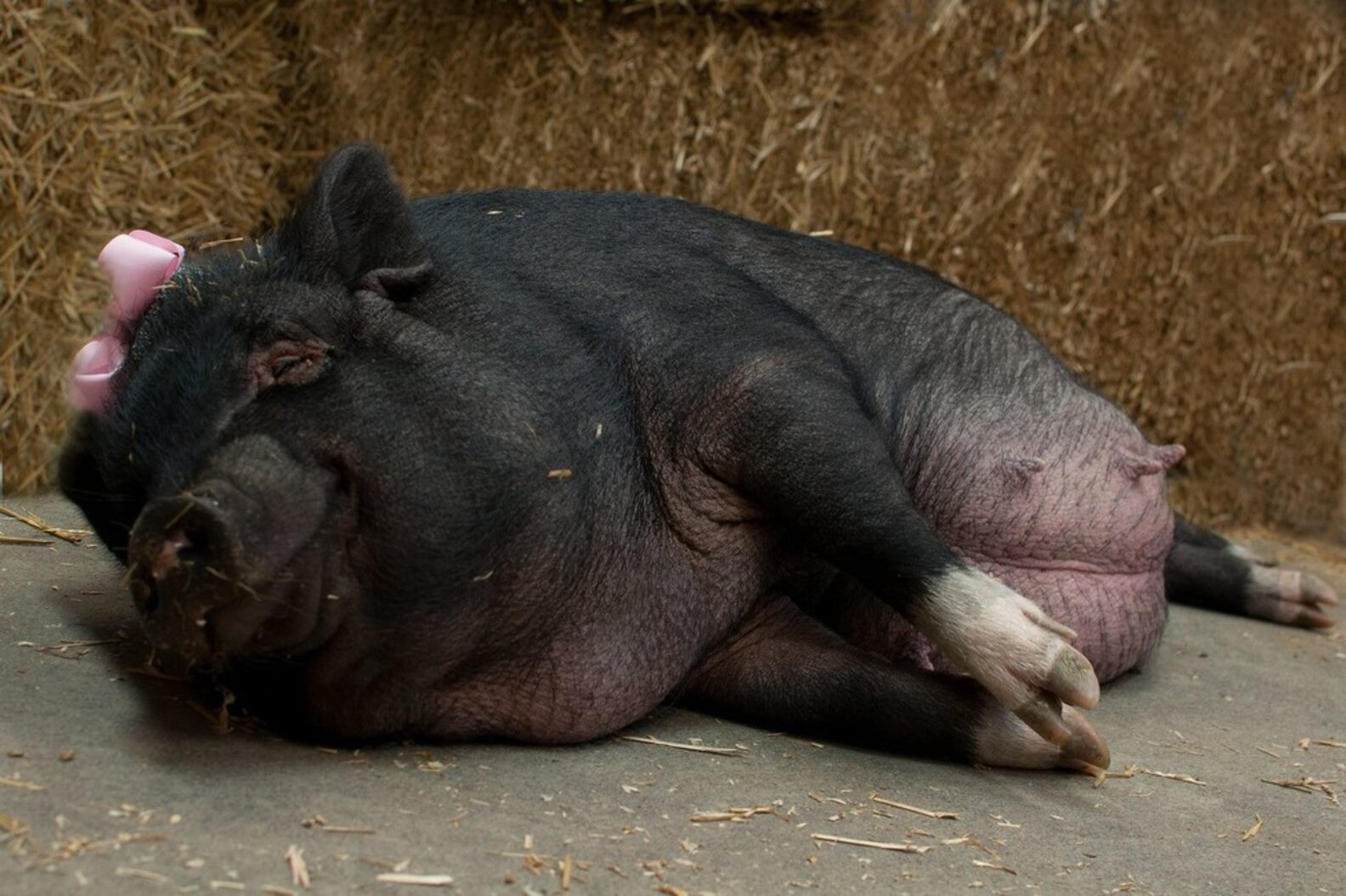 This Pregnant Pig Just Nailed Her Maternity Photo Shoot The Dodo