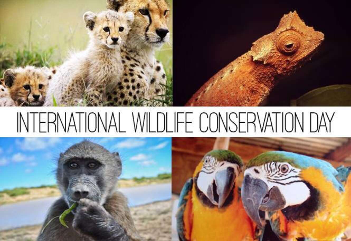 Happy World Wildlife Conservation Day! - The Dodo
