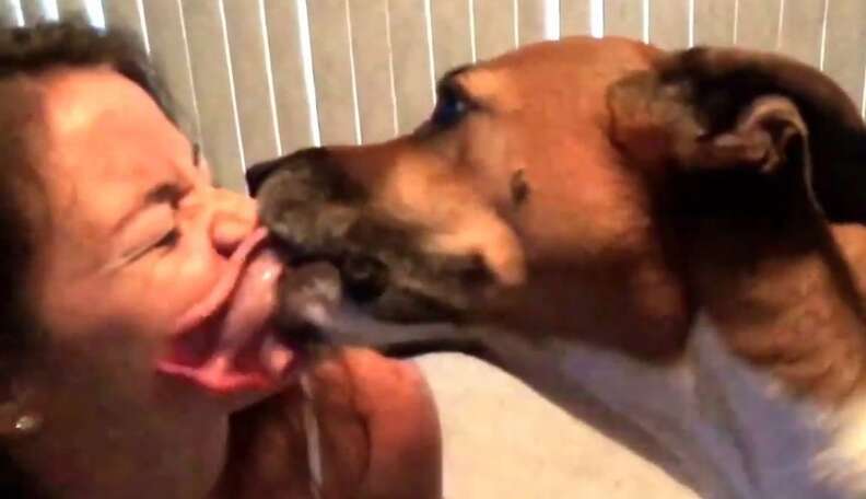 why do dogs kiss each other