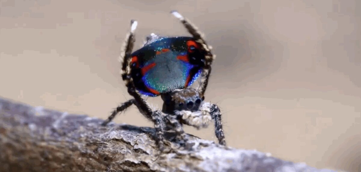 Spider Shake New Species Of Dancing Peacock Spider Discovered - The Dodo