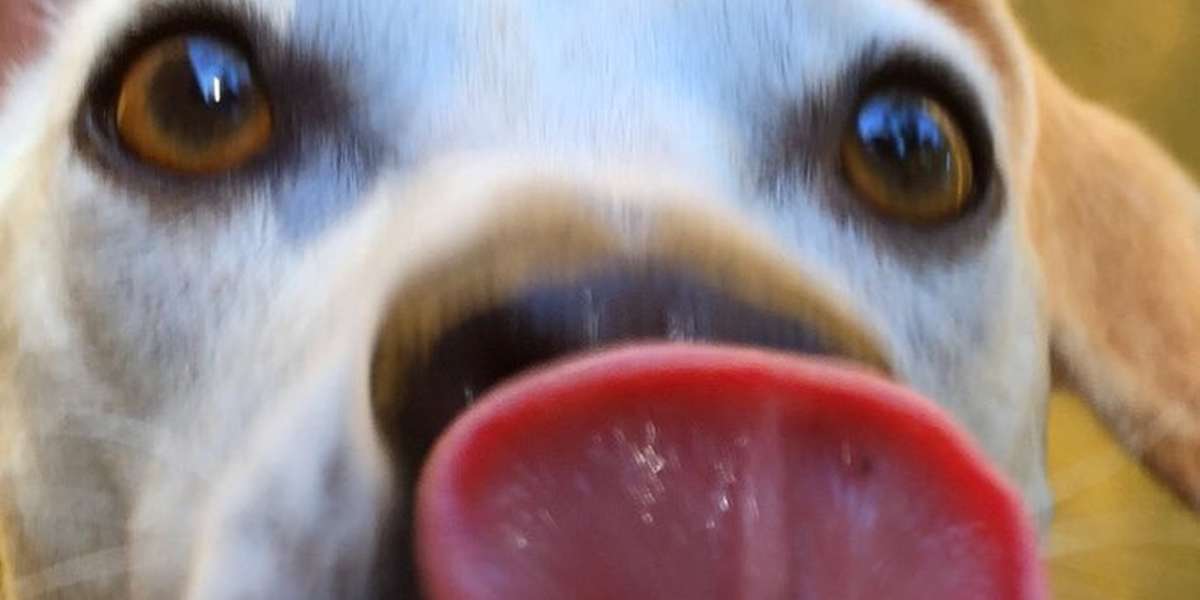 How To Tell What Your Dog's Kisses Really Mean The Dodo