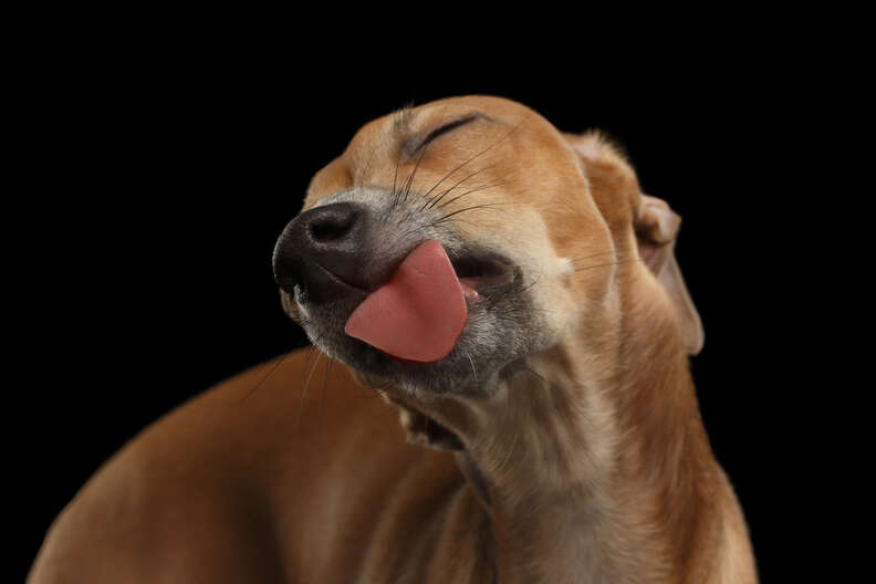 How To Tell What Your Dog s Kisses Really Mean The Dodo how-to-tell-what-your-dog-s-kisses-really-mean-the-dodo