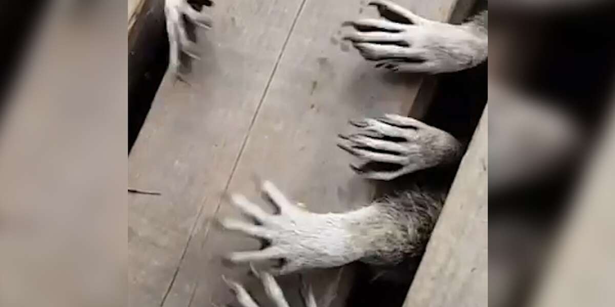 Beware The Spooky Raccoon Hands - The Dodo
