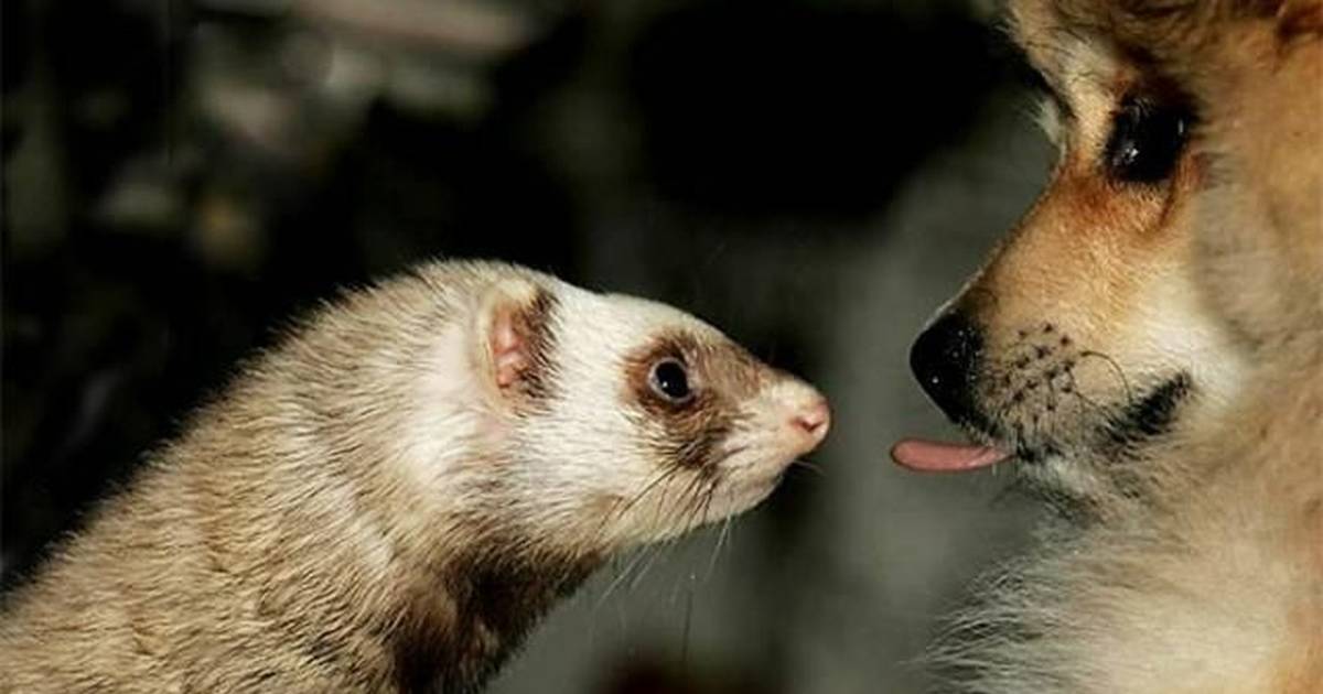 do ferrets get along with dogs