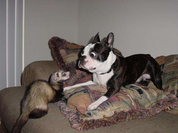 Bulldog ferret deals