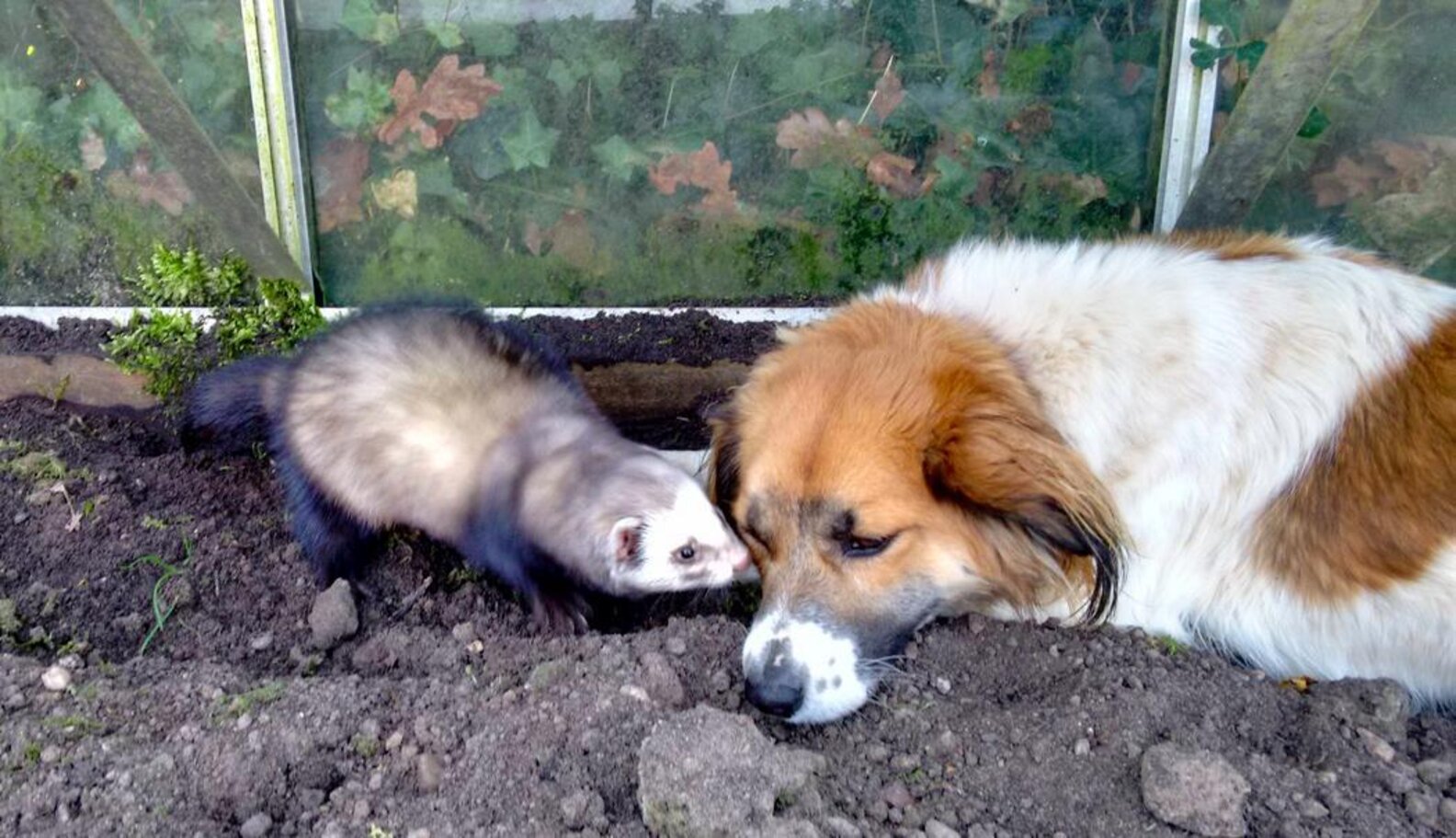 21 Dogs Who Are Best Friends With The Ferret The Dodo