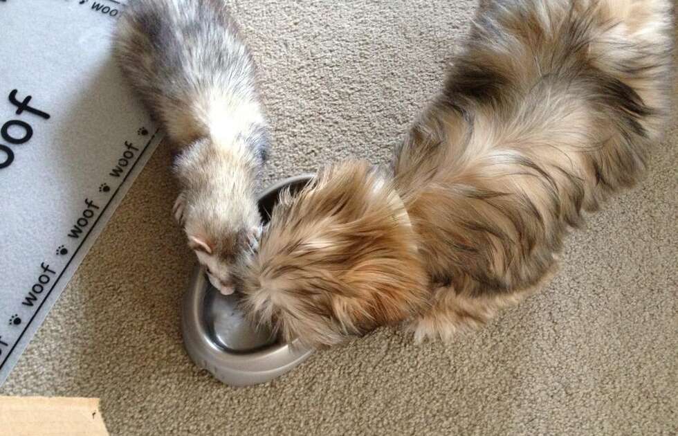 21 Dogs Who Are Best Friends With The Ferret The Dodo