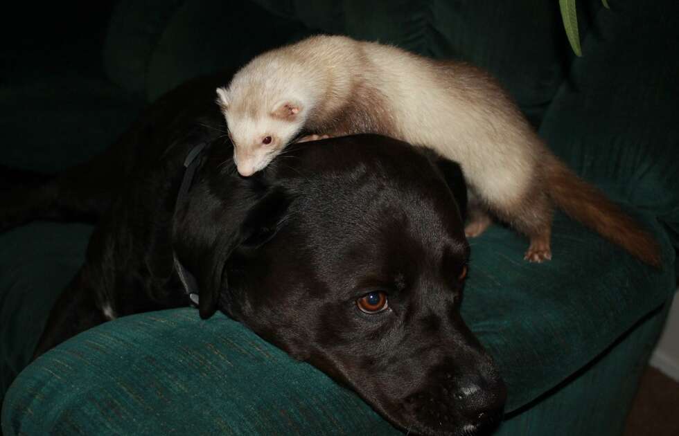 21 Dogs Who Are Best Friends With The Ferret The Dodo