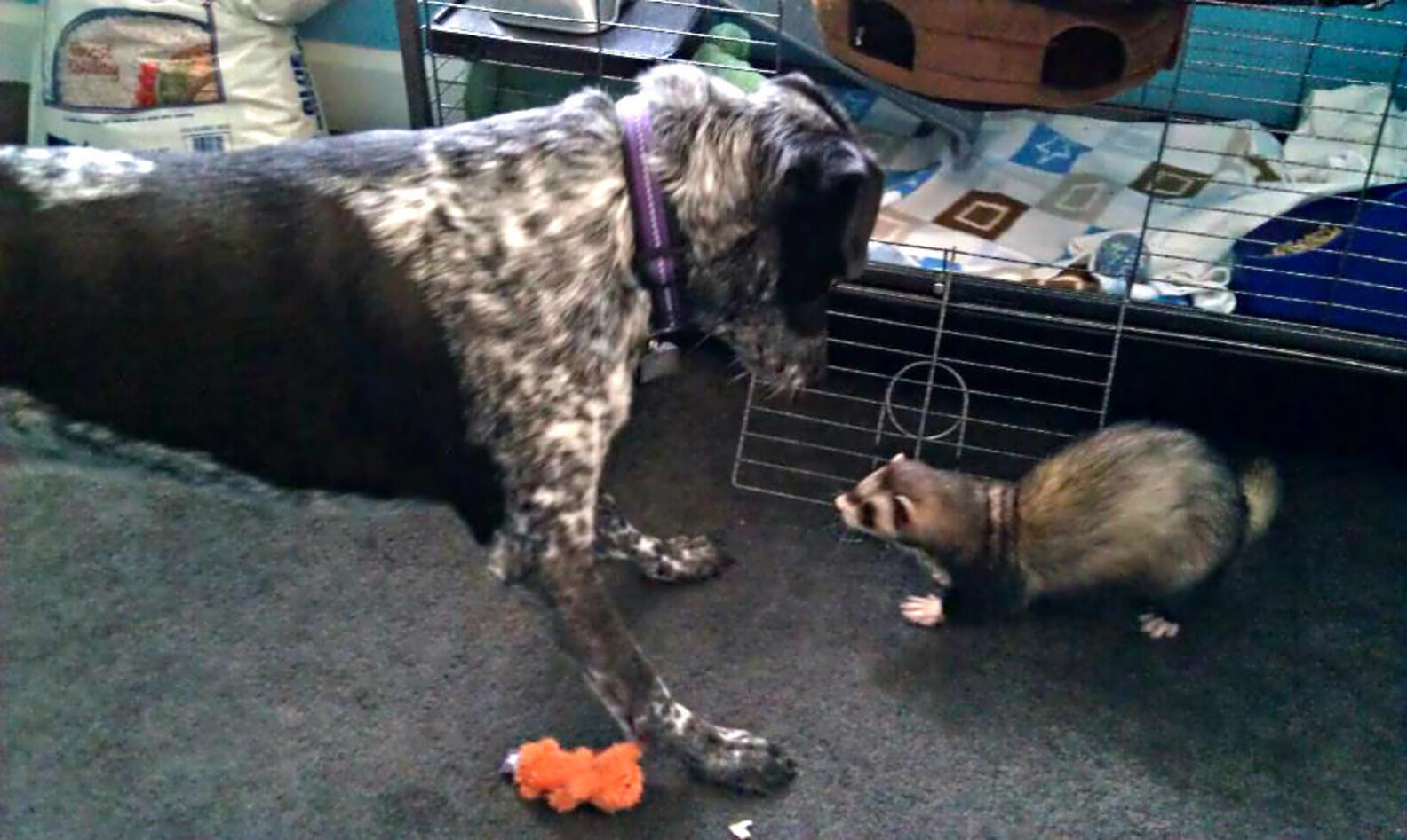21 Dogs Who Are Best Friends With The Ferret The Dodo