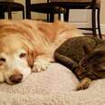 Cat Comforts His Dog Brother Who Just Went Through Surgery