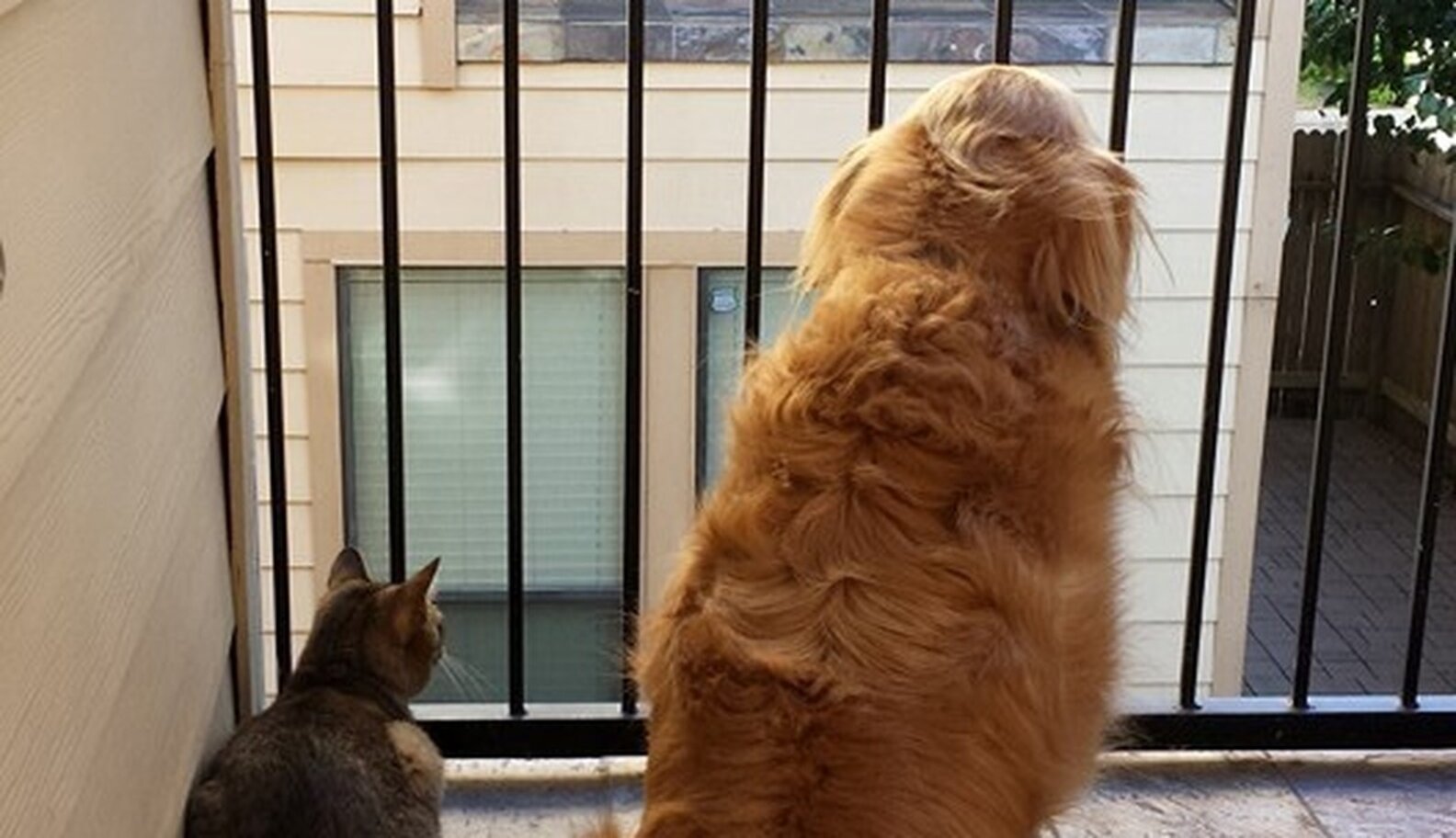 Cat Comforts His Dog Brother Who Just Went Through Surgery The Dodo