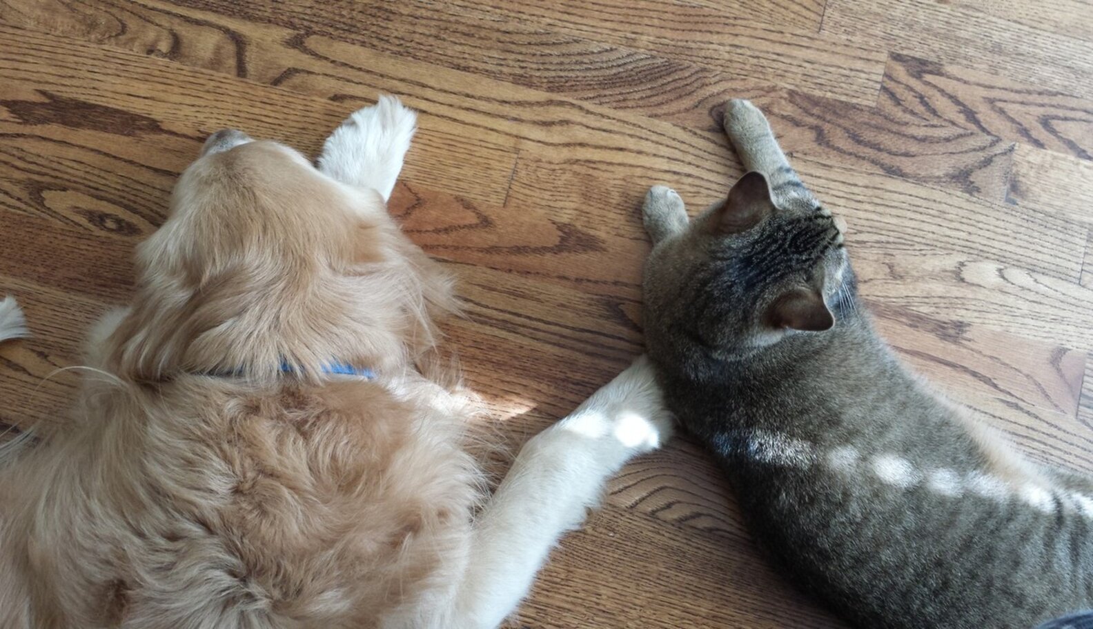 Cat Comforts His Dog Brother Who Just Went Through Surgery The Dodo