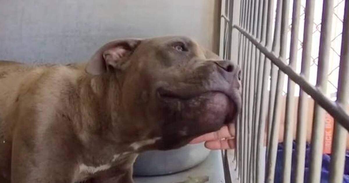 Pit Bull Who Was Set On Fire Proves Love Conquers All - The Dodo